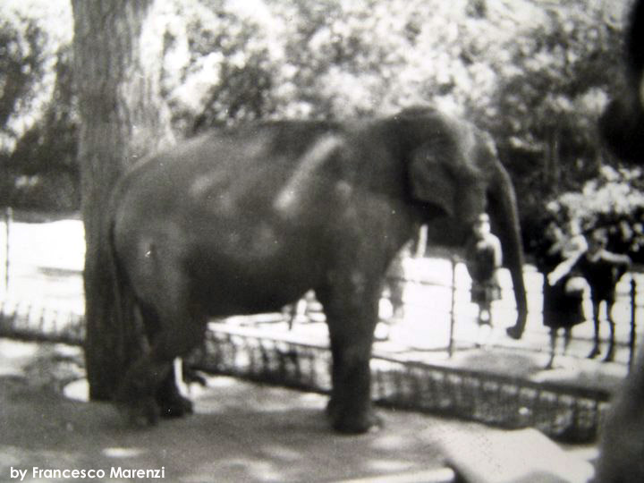 L'elefante Menelik nella foto di Francesco Marenzi