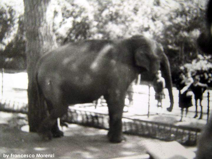 L'elefante Menelik nella foto di Francesco Marenzi