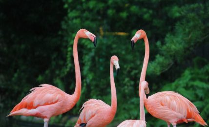 Ph. Sharisse Bullock | Unsplash