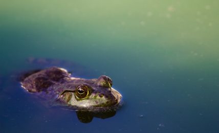 Ph. Matthew Kosloski | Unsplash